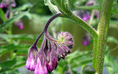 Co to jest końska maść oraz w jaki sposób funkcjonuje